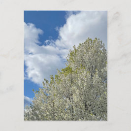 White Tree Blue Sky Clouds Photo Vykort