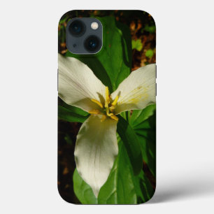 White Trillium Flower Vår Wildblomma