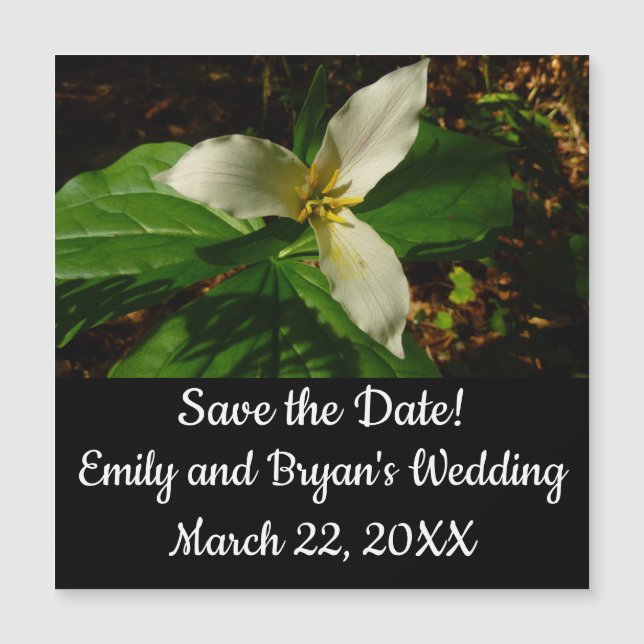 White Trillium Flower Vår Wildblomma (Framsida)