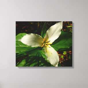 White Trillium Flower Vår Wildblomma Canvastryck