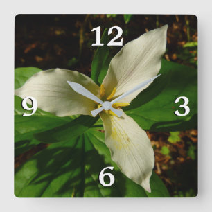 White Trillium Flower Vår Wildblomma Fyrkantig Klocka