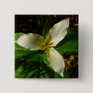 White Trillium Flower Vår Wildblomma Knapp