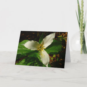 White Trillium Flower Vår Wildblomma Kort