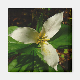White Trillium Flower Vår Wildblomma Magnet