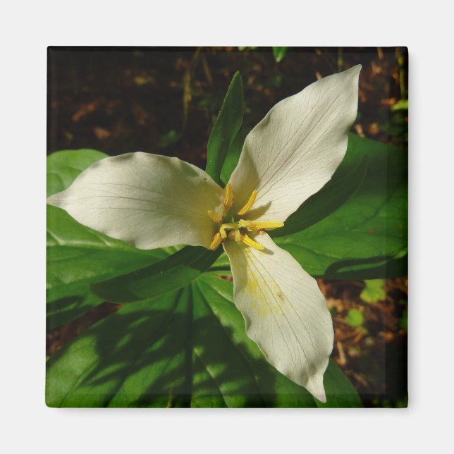 White Trillium Flower Vår Wildblomma Magnet (Framsidan)