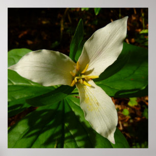 White Trillium Flower Vår Wildblomma Poster
