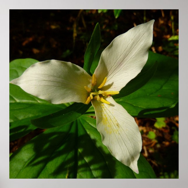 White Trillium Flower Vår Wildblomma Poster (Framsidan)
