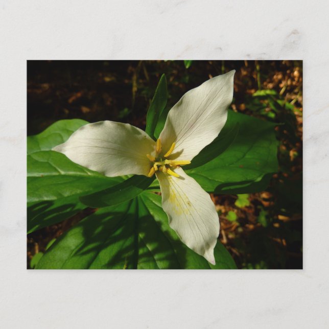 White Trillium Flower Vår Wildblomma Vykort (Framsida)