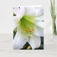 White Trumpet Lily