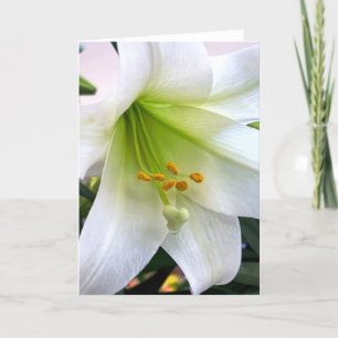 White Trumpet Lily Tack Kort
