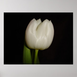 White Tulip Family:Liliaceae, Art:Lilliopsida Poster