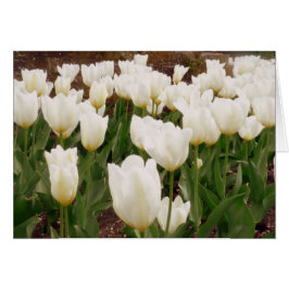 White Tulip Flowers Hälsningskort
