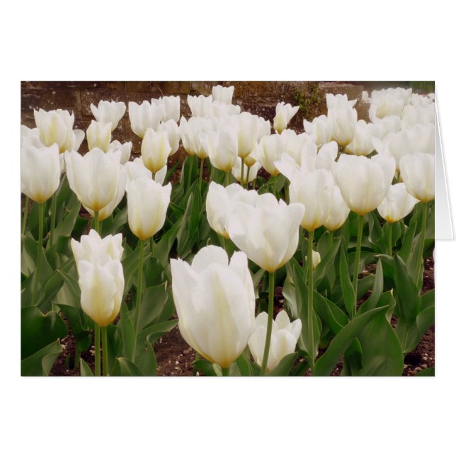 White Tulip Flowers Hälsningskort (Framsidan Horizontal)