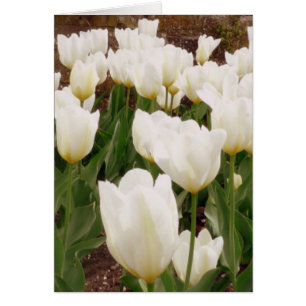 White Tulip Flowers Hälsningskort