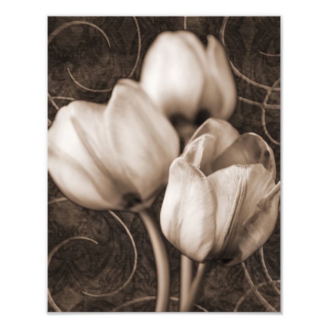 White Tulip Flowers Sepia Black Background blommig Fototryck (Framsidan)