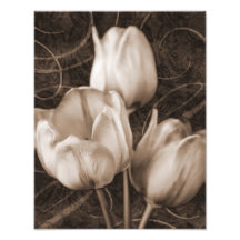 White Tulip Flowers Sepia Black Background blommig