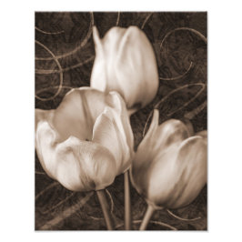White Tulip Flowers Sepia Black Background blommig Fototryck