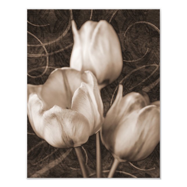 White Tulip Flowers Sepia Black Background blommig Fototryck (Framsidan)