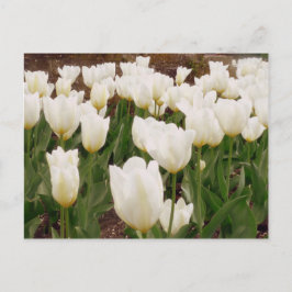 White Tulip Flowers Vykort