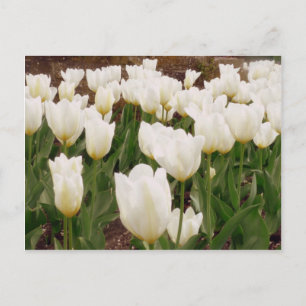 White Tulip Flowers Vykort