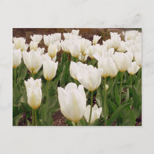 White Tulip Flowers Vykort (Framsida)