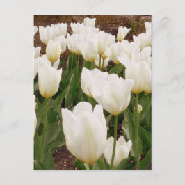 White Tulip Flowers Vykort