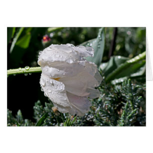 White Tulip Hälsningskort