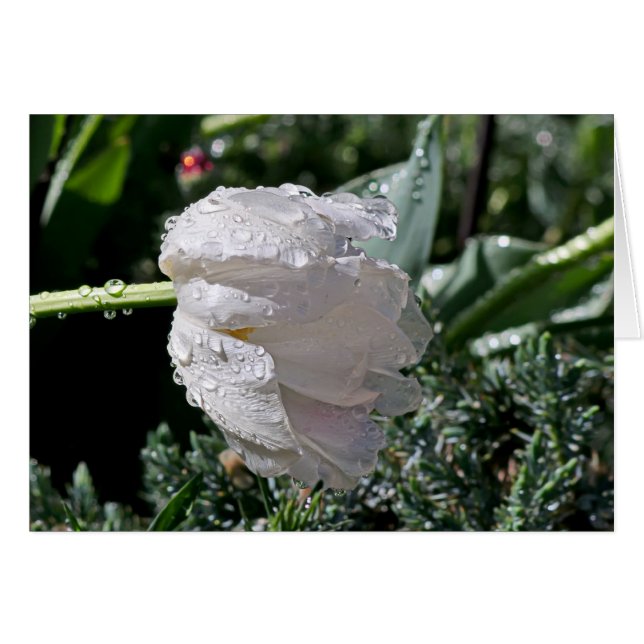 White Tulip Hälsningskort (Framsidan Horizontal)