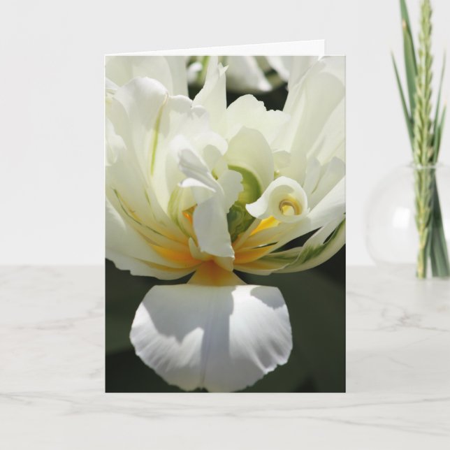White Tulip Kort (Framsida)