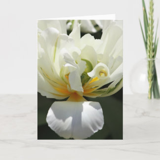 White Tulip Kort