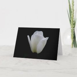 White Tulip Kort