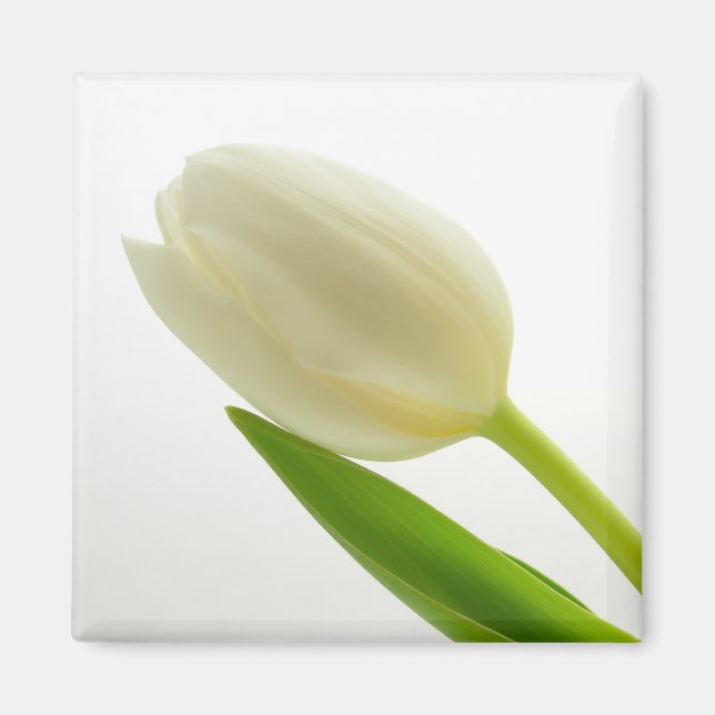 White Tulip Magnet (Framsidan)