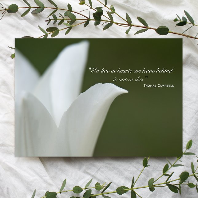 White Tulip Tack för din sympati Kort (Skapare uppladdad)