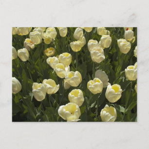 White Tulips i Boston Gardens Vykort