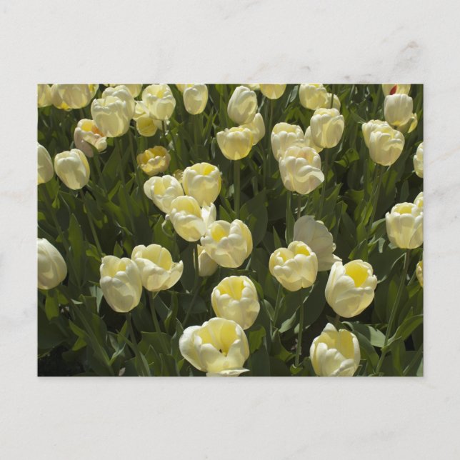 White Tulips i Boston Gardens Vykort (Framsida)