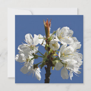 White Vår Bloom