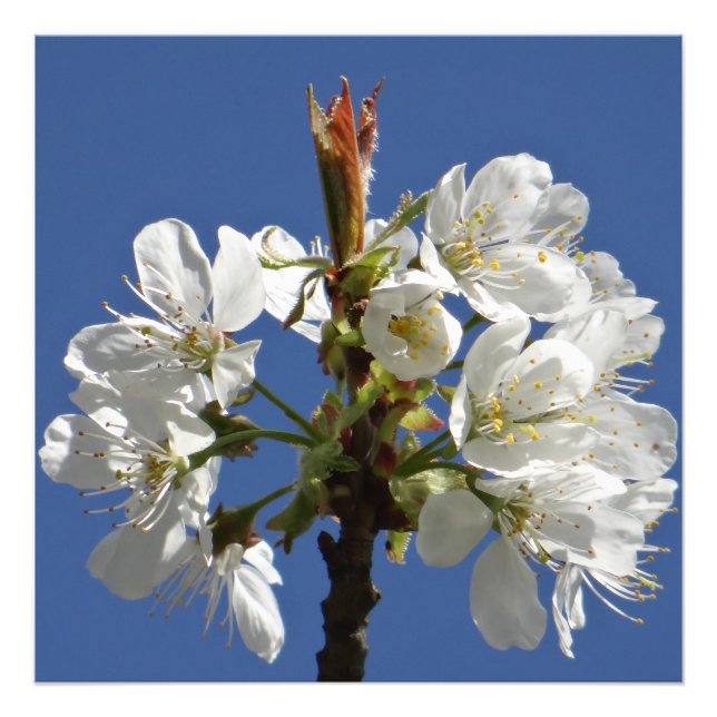 White Vår Bloom Fototryck (Framsidan)