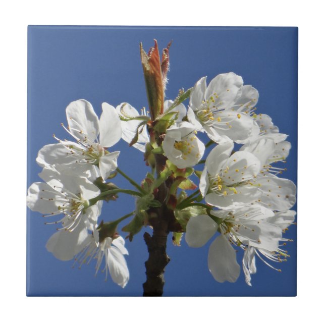 White Vår Bloom Kakelplatta (Framsidan)