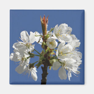 White Vår Bloom Magnet