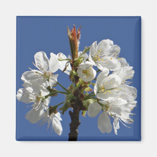 White Vår Bloom Magnet (Framsidan)