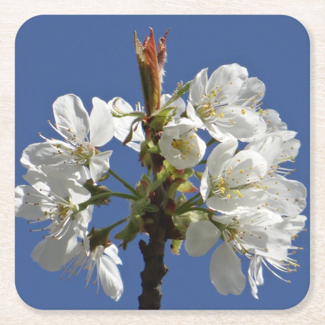 White Vår Bloom Underlägg Papper Kvadrat (Framsidan)