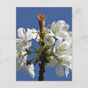 White Vår Bloom Vykort