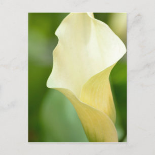 White Vår Calla Lily Vykort