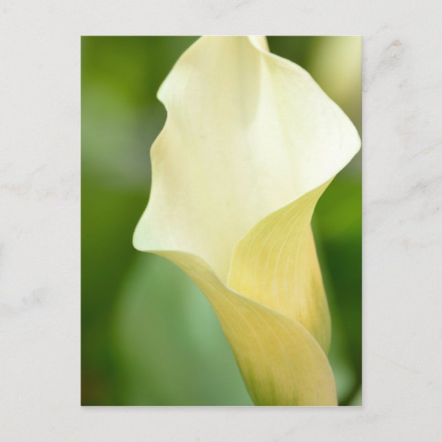 White Vår Calla Lily Vykort (Framsida)