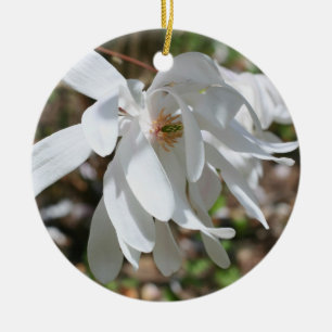 White Vår Magnolia Blommar Flower Ornament
