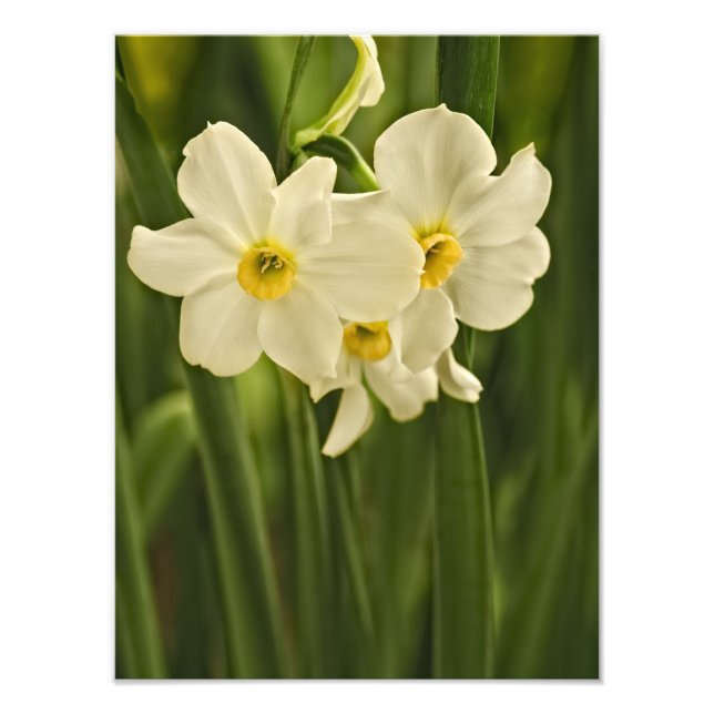 White Vår Narcissus, Floral Photography Fototryck (Framsidan)