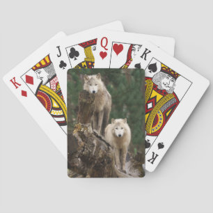 White Vargers Realm Casinokort