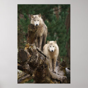 White Vargers Realm Poster