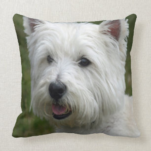 WHiTE-Väster HiGHLaND TeRRiER Kudde
