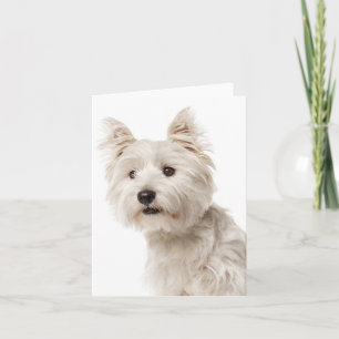 White Väster Highland Terrier Puppy Hund Kärlek He Kort
